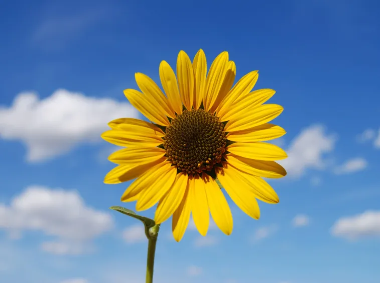 Un girasole ha un significato negativo