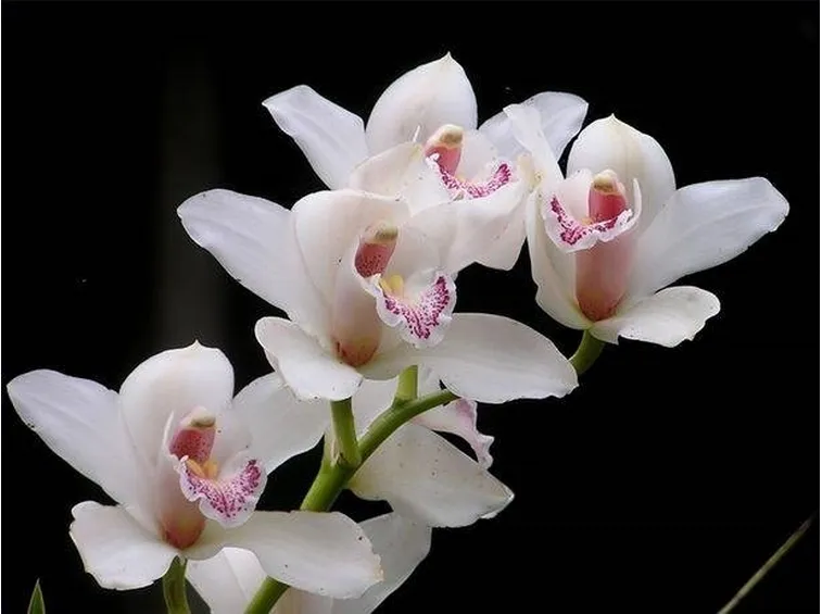 Orchidea, simbolo di eleganza