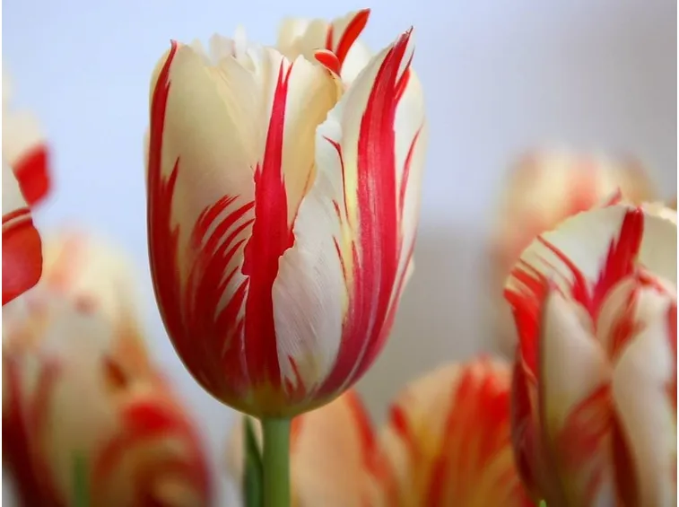 Tulipano, simbolo del vero amore