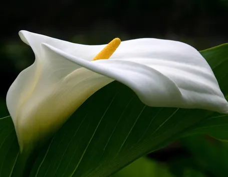 Bellissima calla bianca