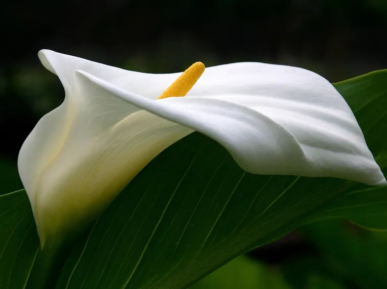 Bellissima calla bianca