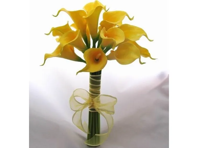 Calla gialla