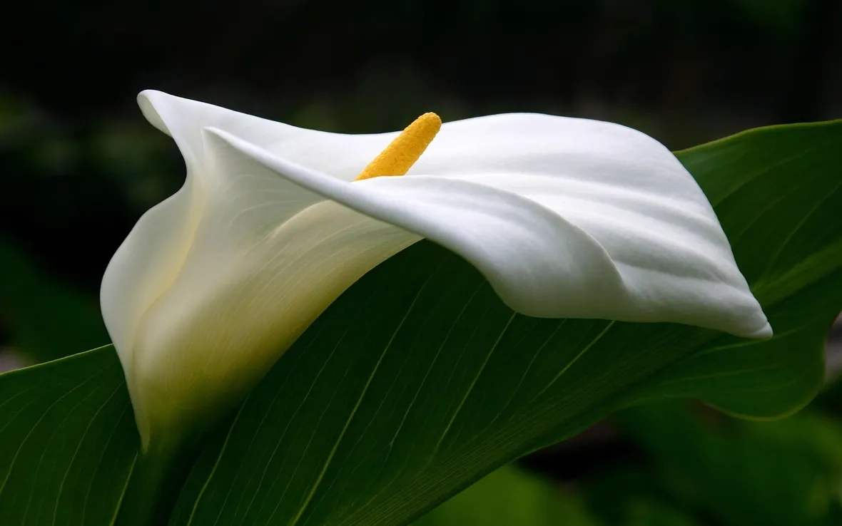 Bellissima calla bianca