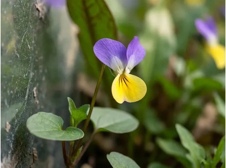 Viola tricolor selvatica