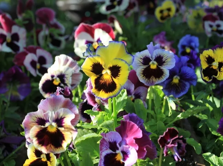 Varietà ibride di viola del pensiero