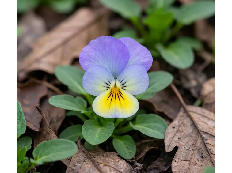 Viole del pensiero