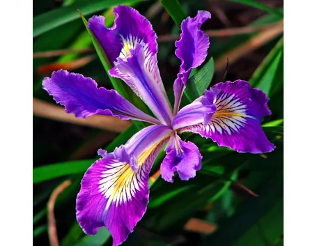 un iris