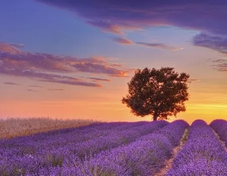 Campo di lavanda al tramonto