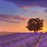 Campo di lavanda al tramonto