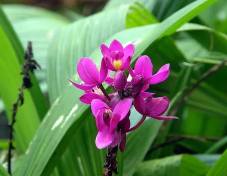 Orchidea