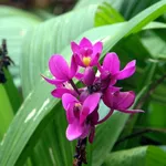 Orchidea