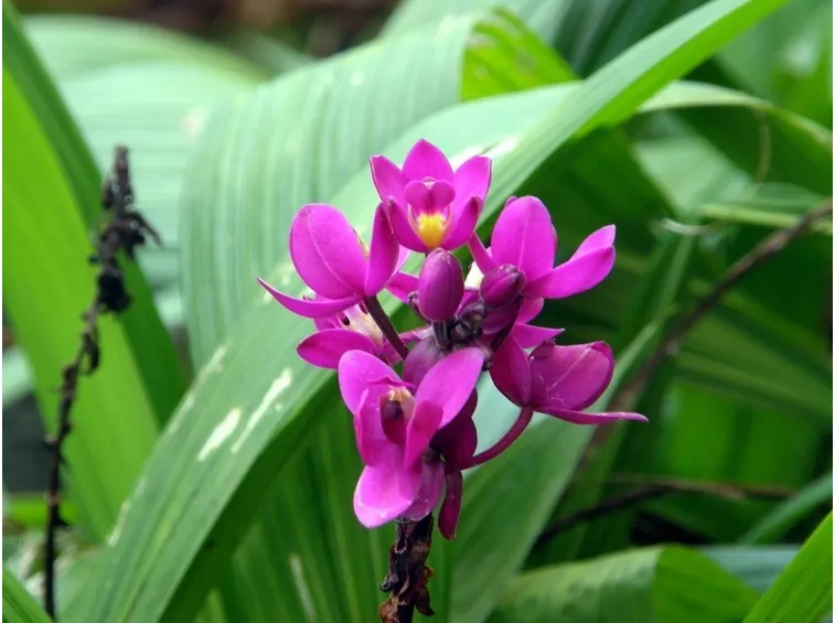 Orchidea