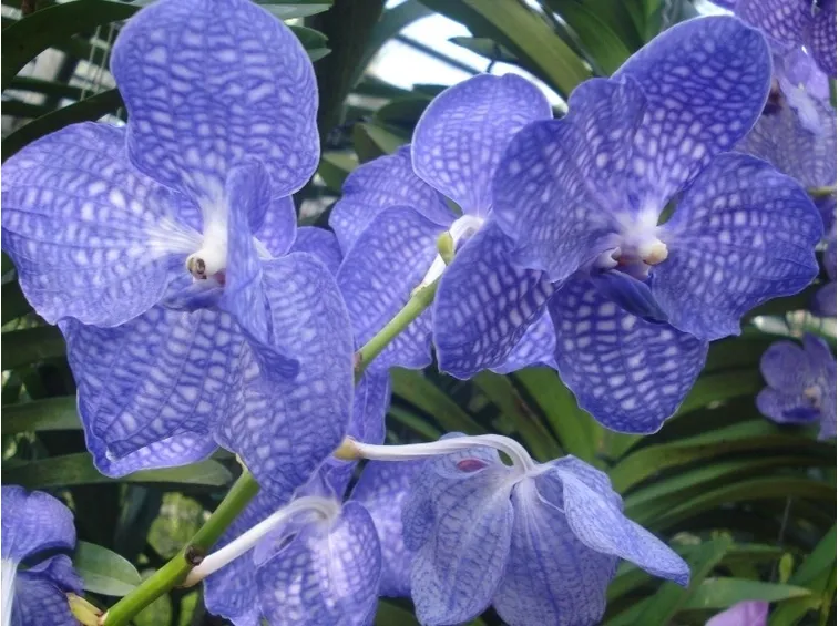 Orchidea Blu