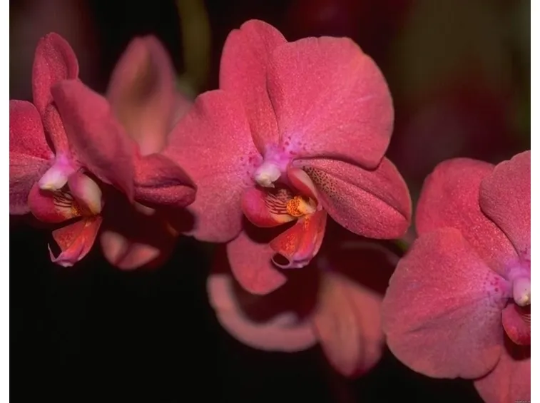 Orchidea : simbolo della sensualità