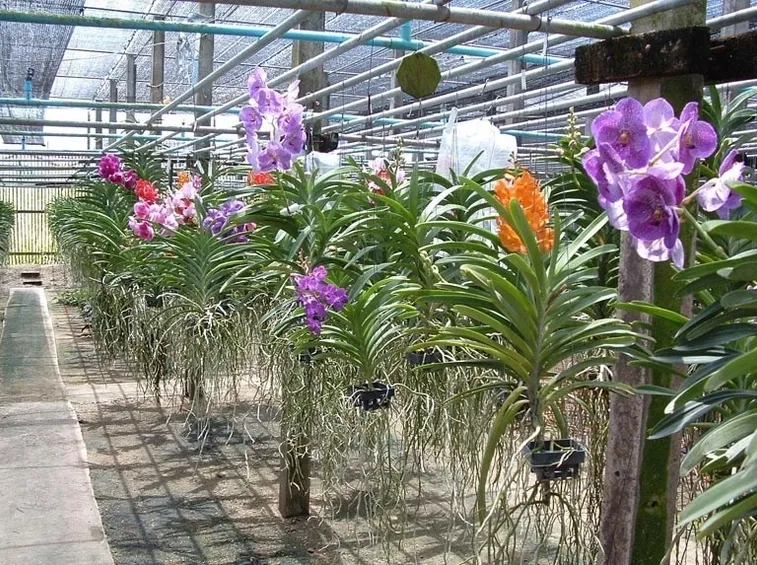 Orchidee in serra