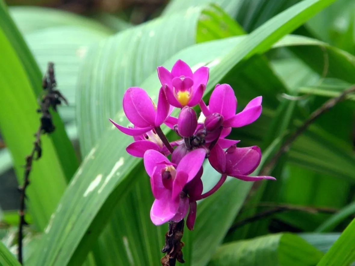 Orchidea