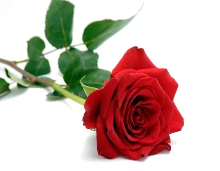 Rosa rossa