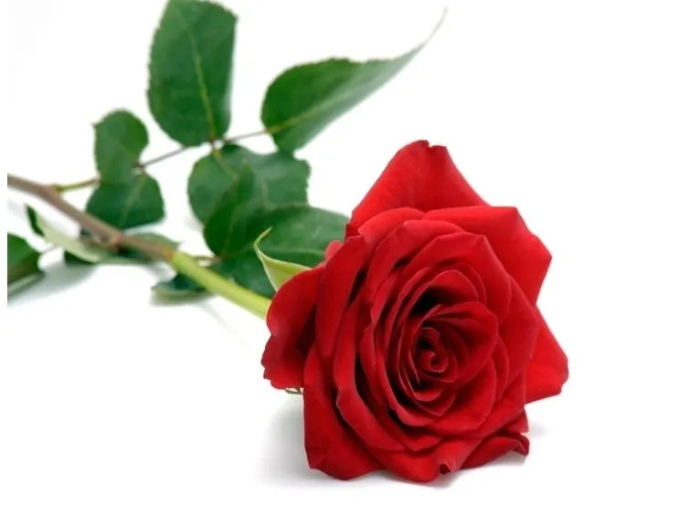 Rosa rossa