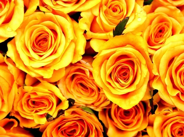 rose gialle