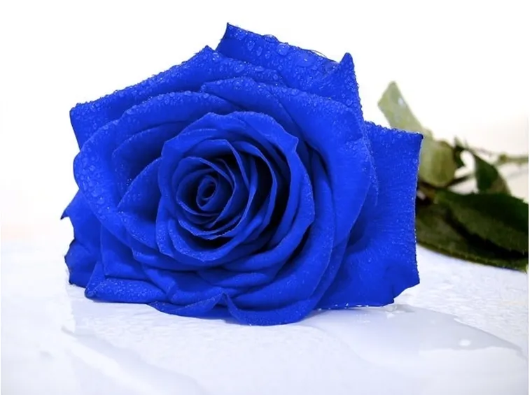 rosa blu