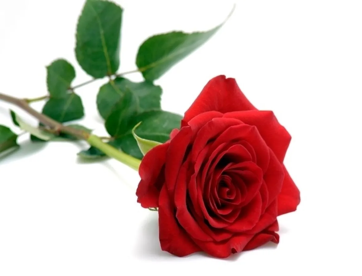 Rosa rossa