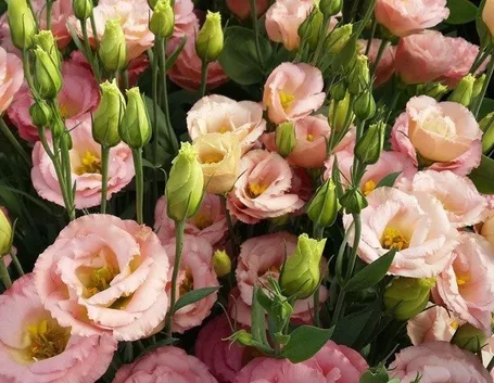 fiori lisianthus