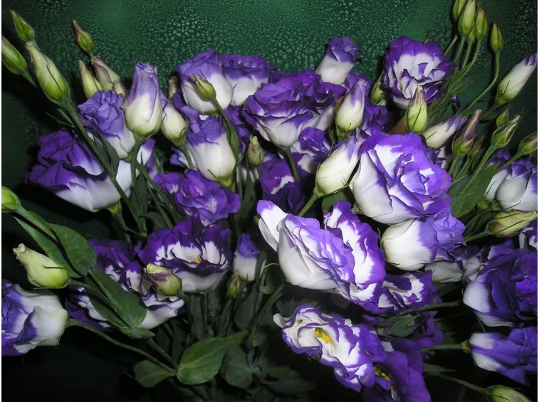 eustoma