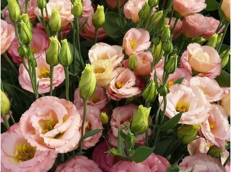 fiori lisianthus