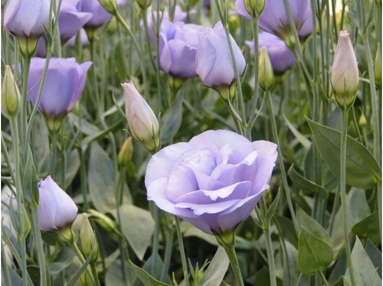 Lisianthus 