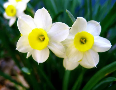Narciso bianco