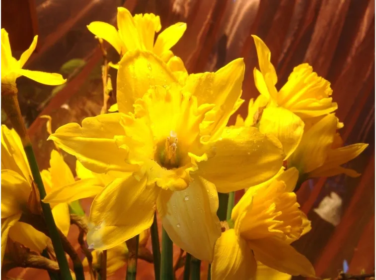 Narciso giallo