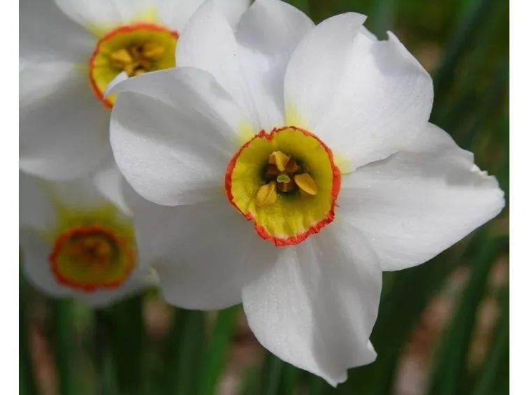 Narciso bianco