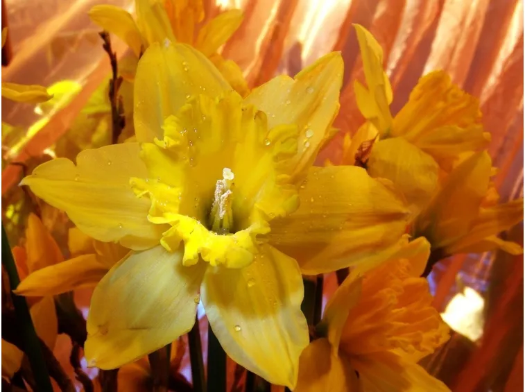 Narciso giallo