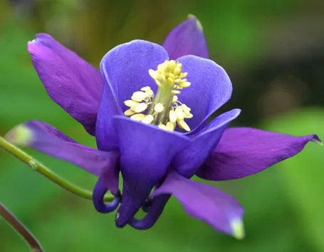 Fiore viola aquilegia
