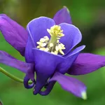 Fiore viola aquilegia