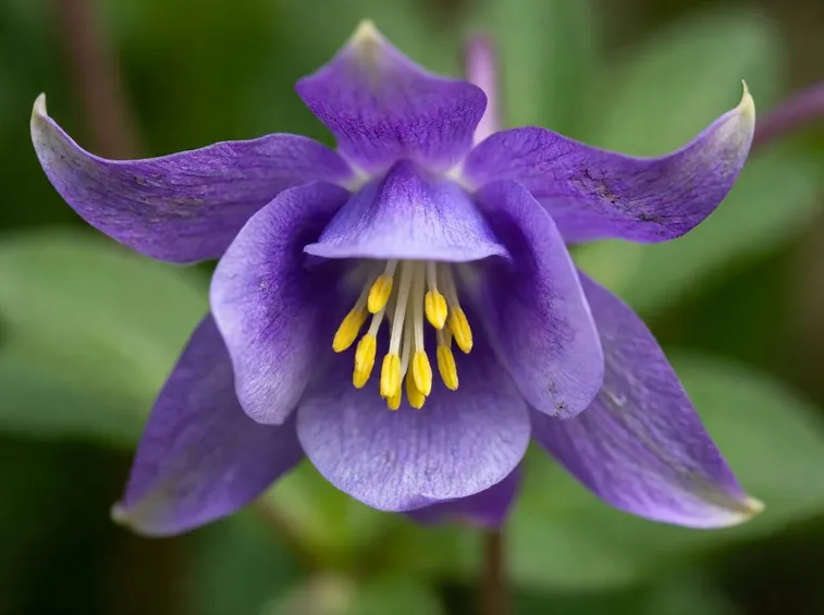 Fiore viola aquilegia