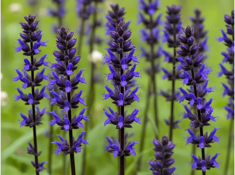 salvia nemorosa