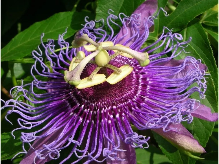 Passiflora