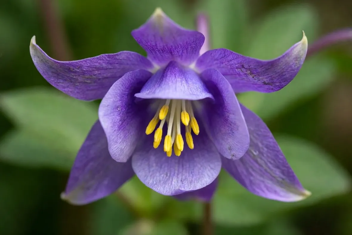 Fiore viola aquilegia