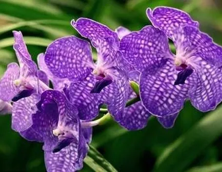 orchidea