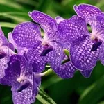 orchidea