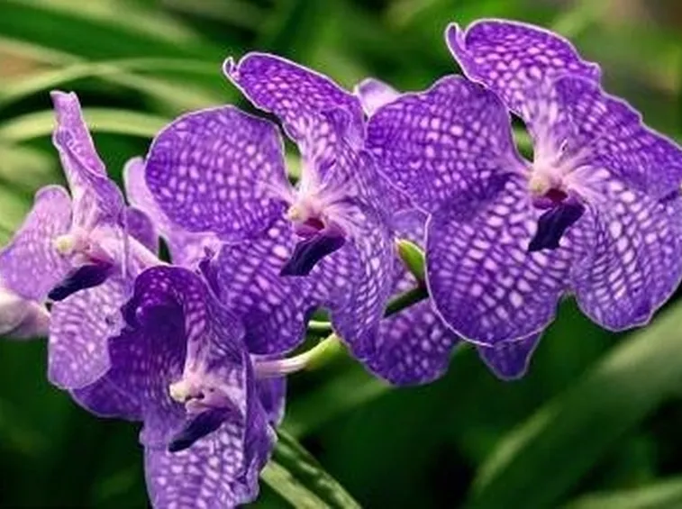 orchidea