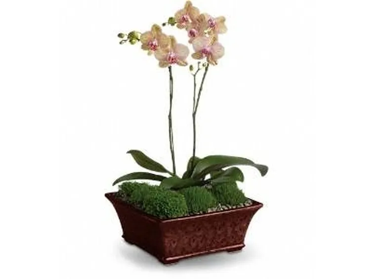composizione orchidea