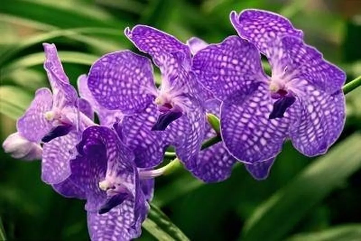 orchidea