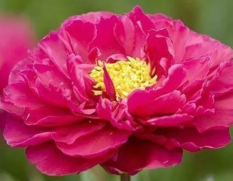 Peonia