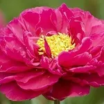 Peonia