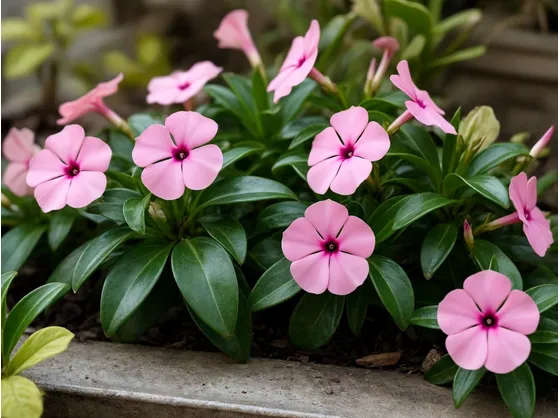 fiori pervinca
