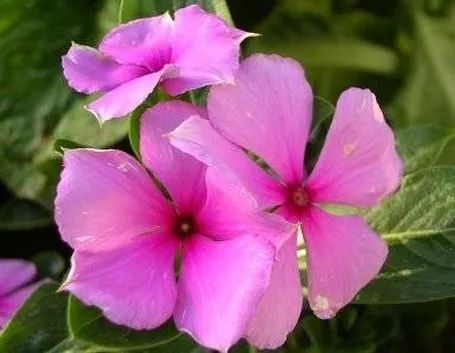 fiori pervinca