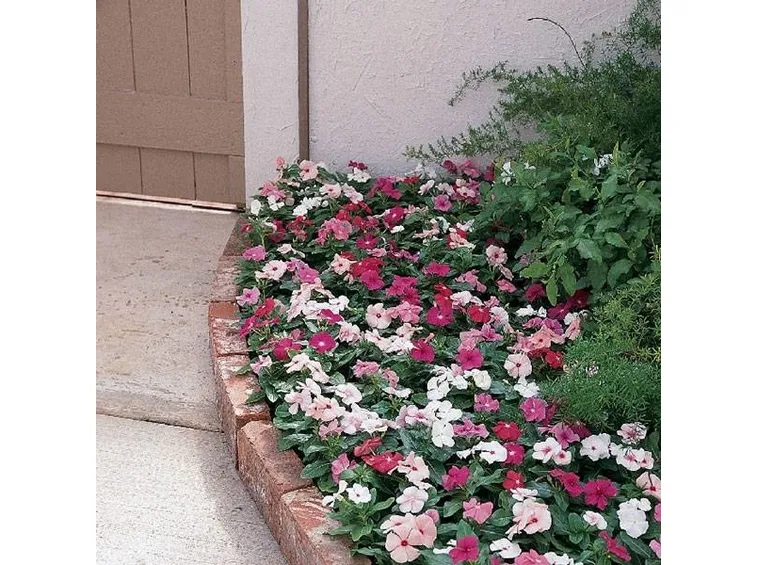 tappeto fiori pervinca