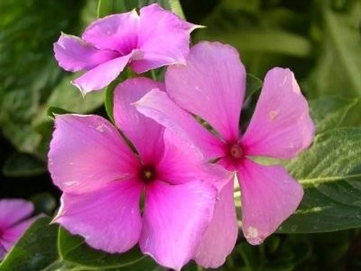fiori pervinca